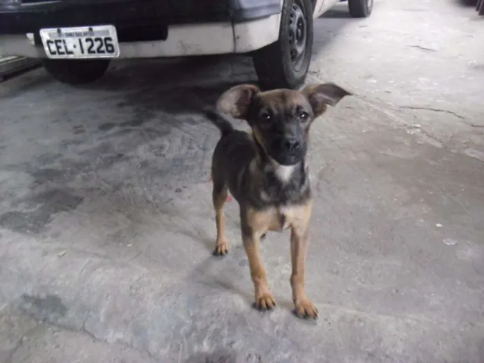 Cachorro ra a srd idade 2 a 6 meses nome Irmãos
