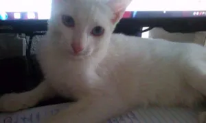Gato raça  idade 2 a 6 meses nome Mizu