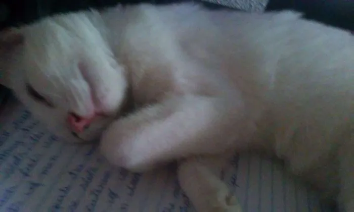 Gato raça  idade 2 a 6 meses nome Mizu