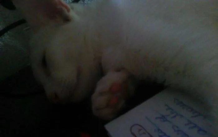 Gato raça  idade 2 a 6 meses nome Mizu