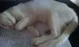 Mizu