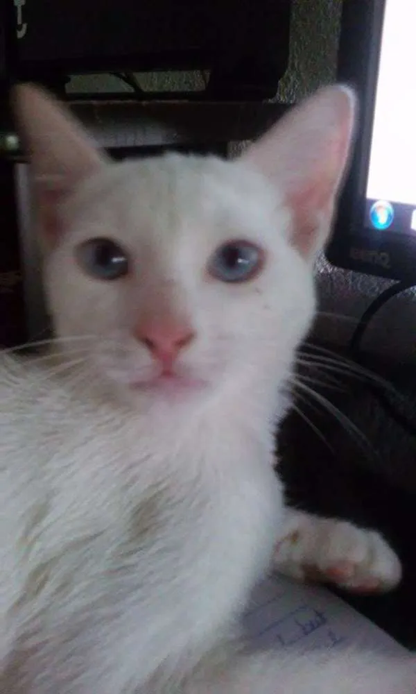 Gato raça  idade 2 a 6 meses nome Mizu