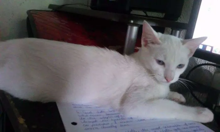 Gato raça  idade 2 a 6 meses nome Mizu