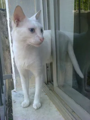 Gato raça SRD idade 6 ou mais anos nome Branquela