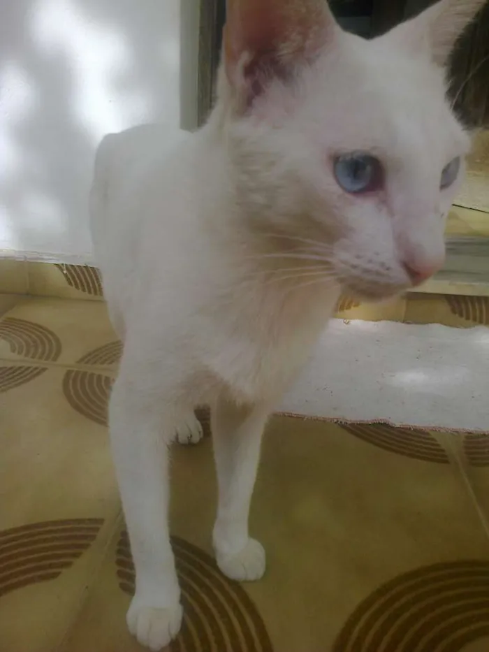 Gato raça SRD idade 6 ou mais anos nome Branquela