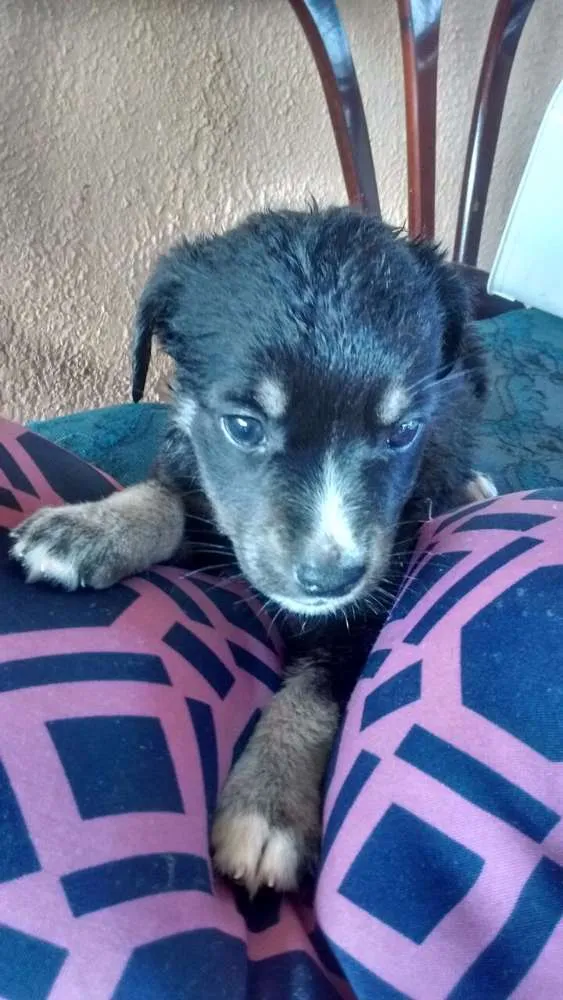 Cachorro ra a SRD idade Abaixo de 2 meses nome sem nomes