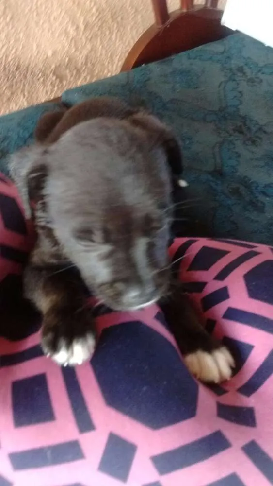 Cachorro ra a SRD idade Abaixo de 2 meses nome sem nomes