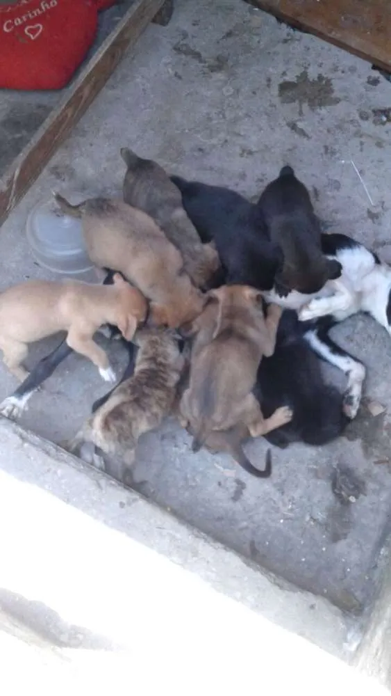 Cachorro ra a SRD idade 2 a 6 meses nome ?
