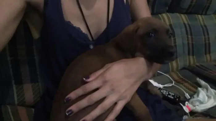 Cachorro ra a SRD idade 2 a 6 meses nome ?