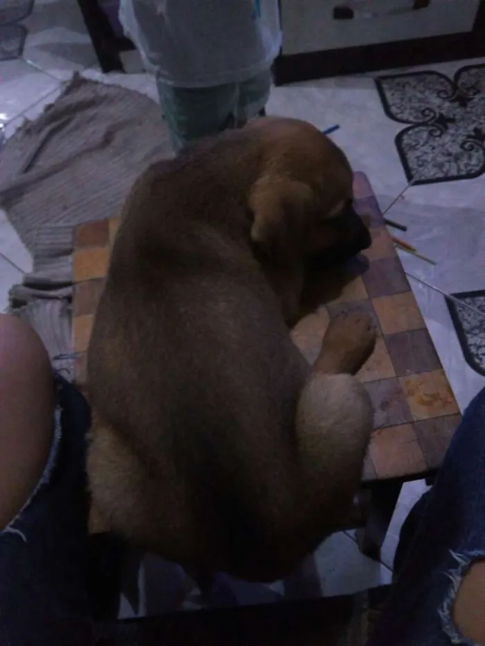 Cachorro ra a SRD idade 2 a 6 meses nome ?