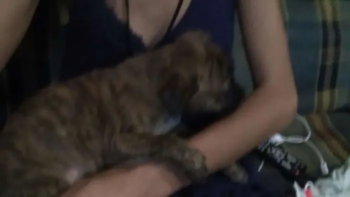 Cachorro ra a SRD idade 2 a 6 meses nome ?