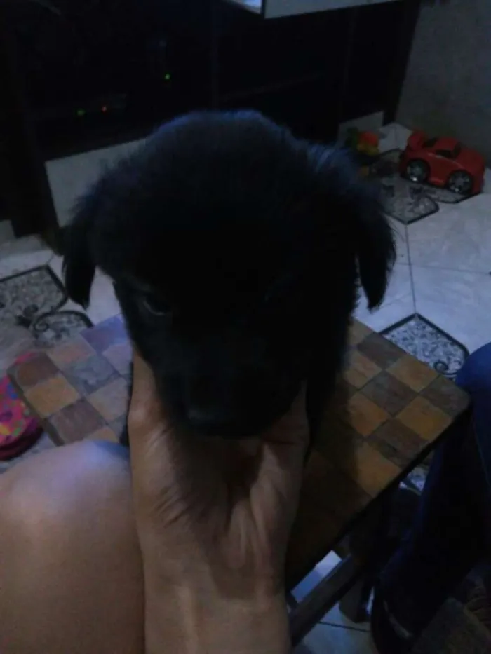 Cachorro ra a SRD idade 2 a 6 meses nome ?