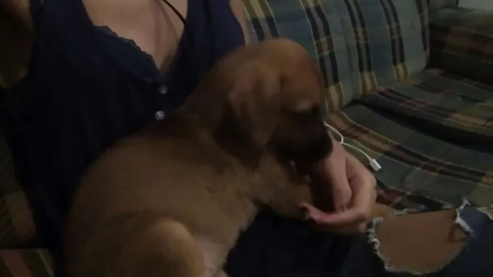 Cachorro ra a SRD idade 2 a 6 meses nome ?