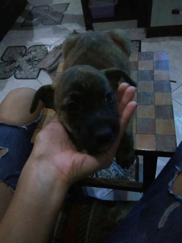 Cachorro ra a SRD idade 2 a 6 meses nome ?