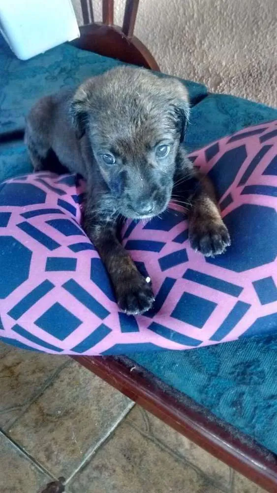 Cachorro ra a SRD idade Abaixo de 2 meses nome sem nomes