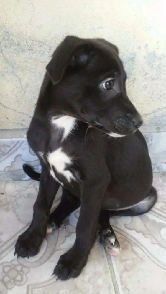 Cachorro ra a não tem idade 2 a 6 meses nome Sem nome