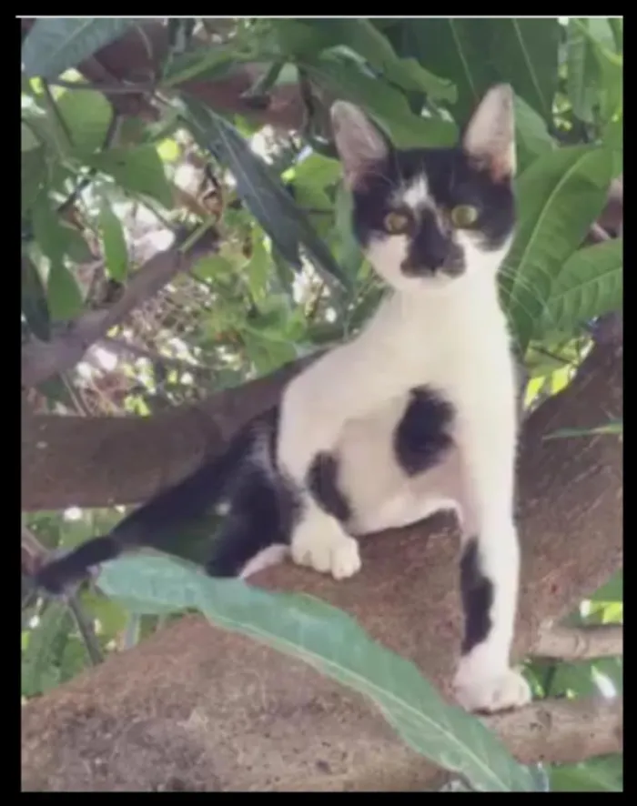 Gato ra a SRD idade 7 a 11 meses nome Simba