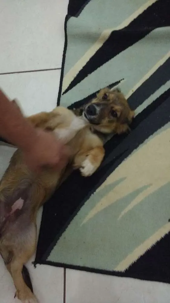 Cachorro ra a Vira-Lata idade 2 anos nome Nina ?