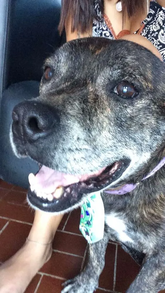 Cachorro ra a Pitbull idade 3 anos nome Sem nome