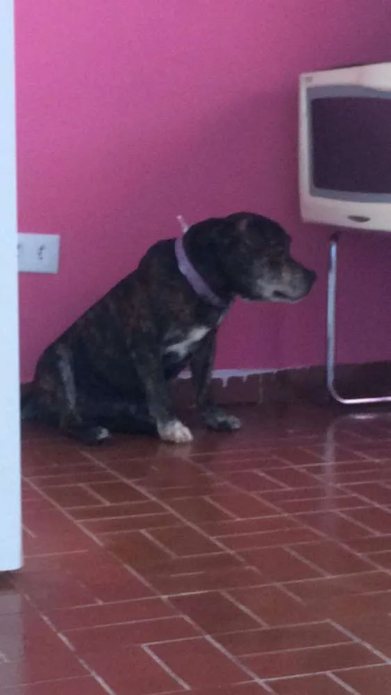 Cachorro ra a Pitbull idade 3 anos nome Sem nome