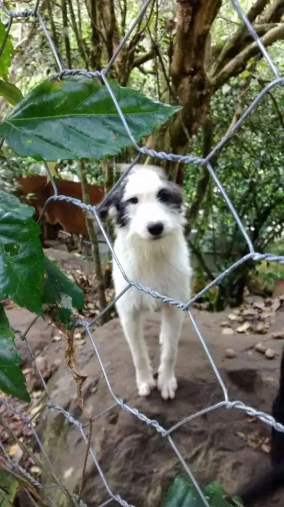 Cachorro ra a Vira-lata idade 4 anos nome Branquinha