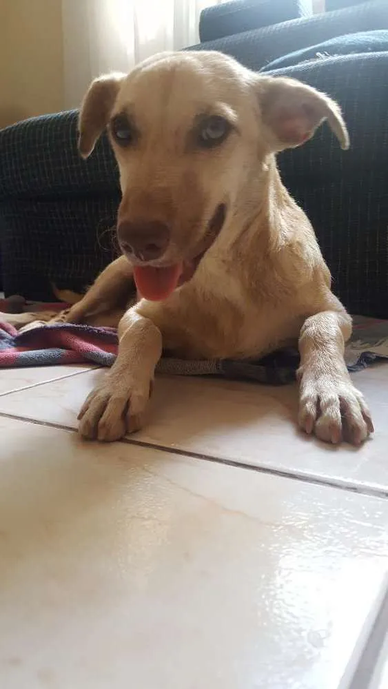 Cachorro ra a Vira lata idade 7 a 11 meses nome Não sei... resgatei 