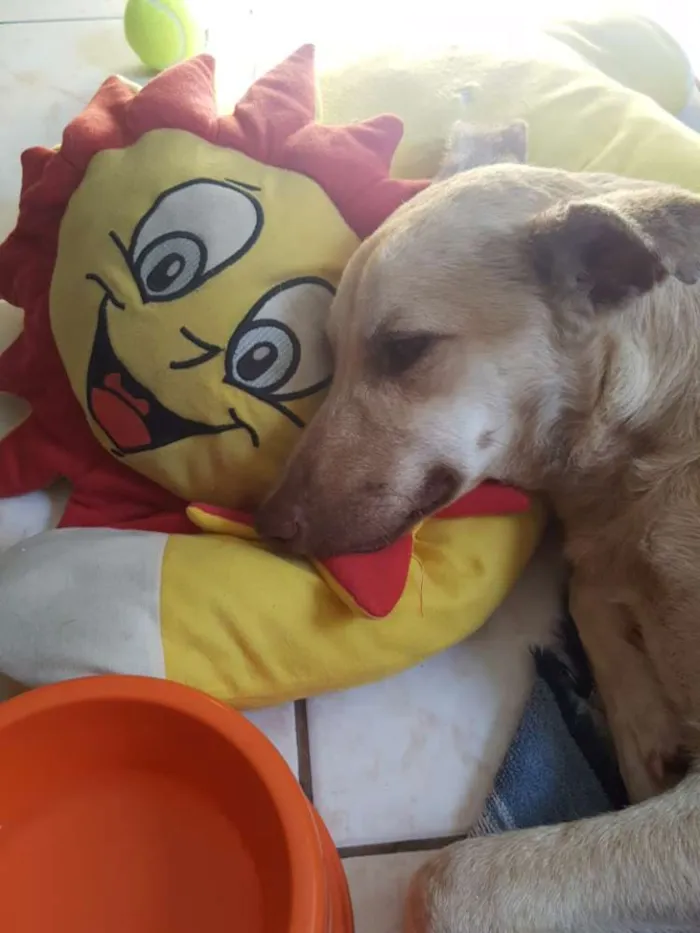 Cachorro ra a Vira lata idade 7 a 11 meses nome Não sei... resgatei 