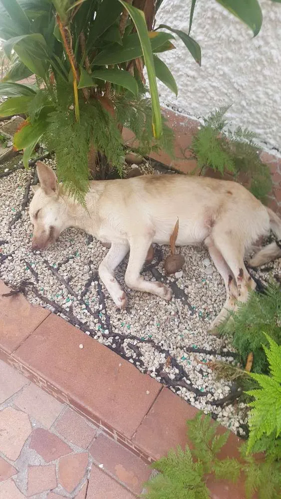 Cachorro ra a Vira lata idade 7 a 11 meses nome Não sei... resgatei 