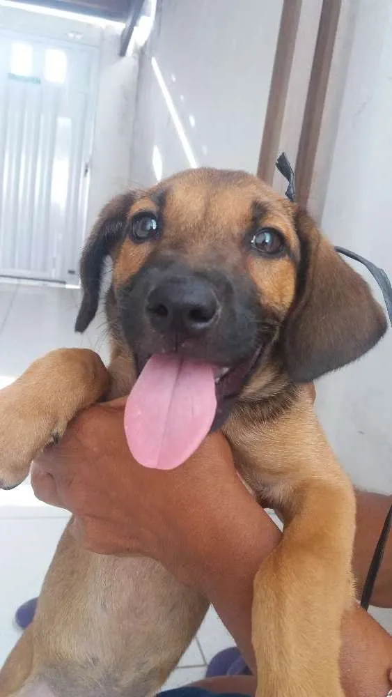 Cachorro ra a Indefinida idade 2 a 6 meses nome Princesa