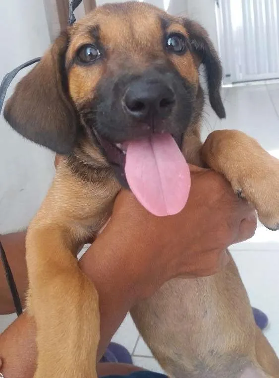 Cachorro ra a Indefinida idade 2 a 6 meses nome Princesa