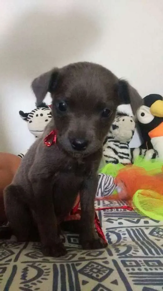 Cachorro ra a SRD idade Abaixo de 2 meses nome Filhotes
