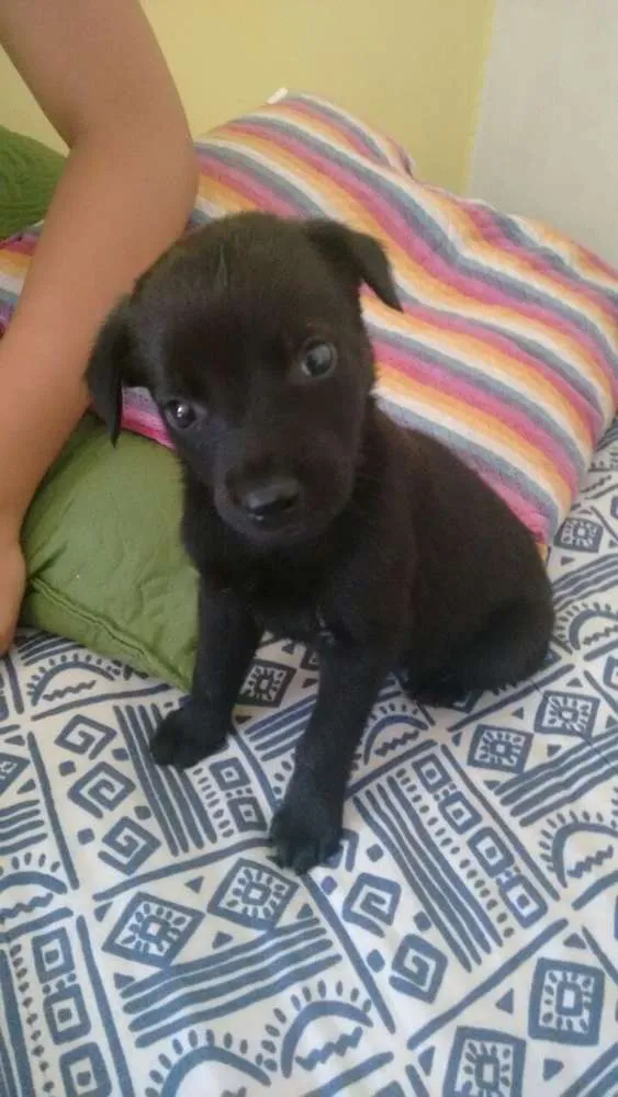 Cachorro ra a SRD idade Abaixo de 2 meses nome Filhotes