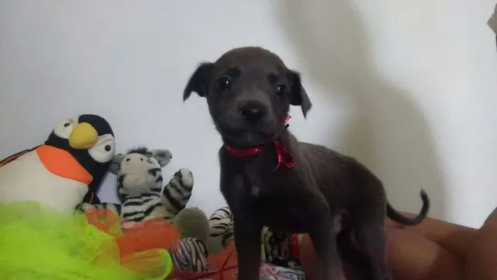 Cachorro ra a SRD idade Abaixo de 2 meses nome Filhotes