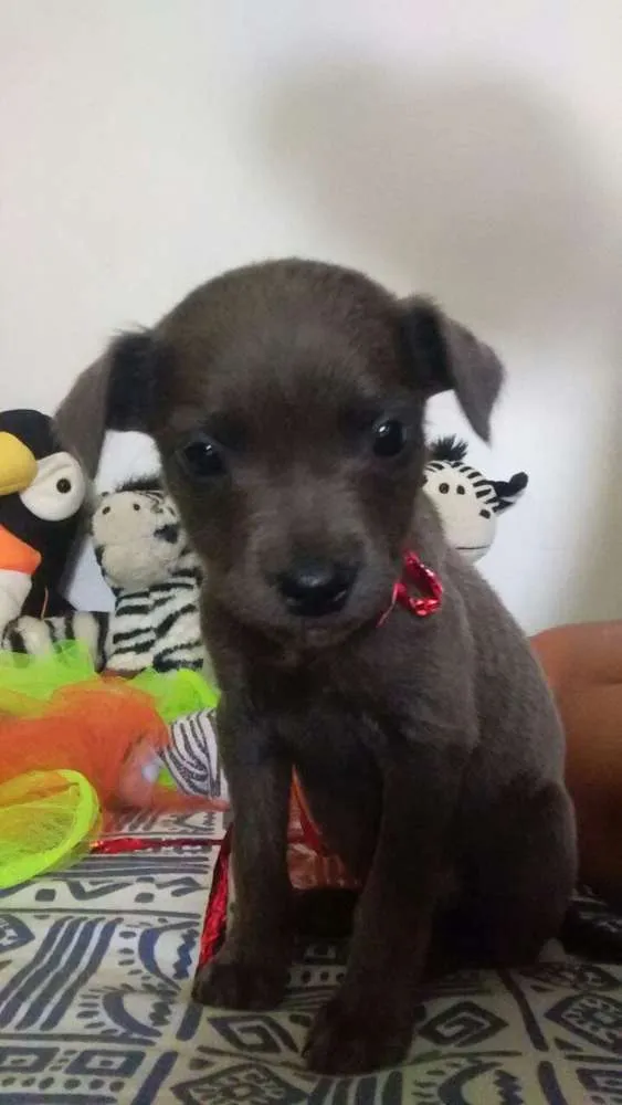 Cachorro ra a SRD idade Abaixo de 2 meses nome Filhotes