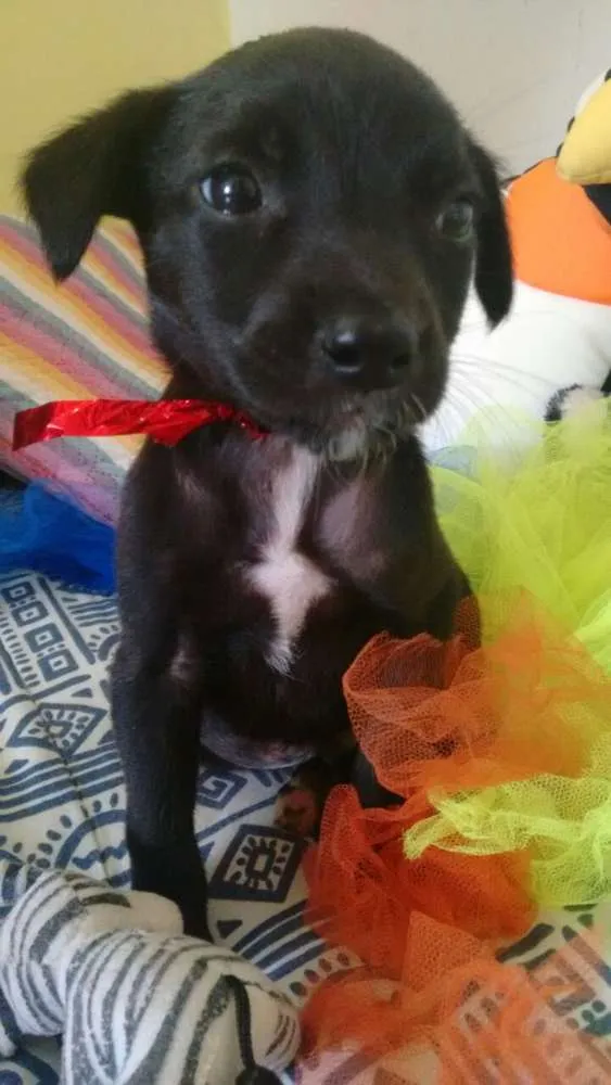 Cachorro ra a SRD idade Abaixo de 2 meses nome Filhotes