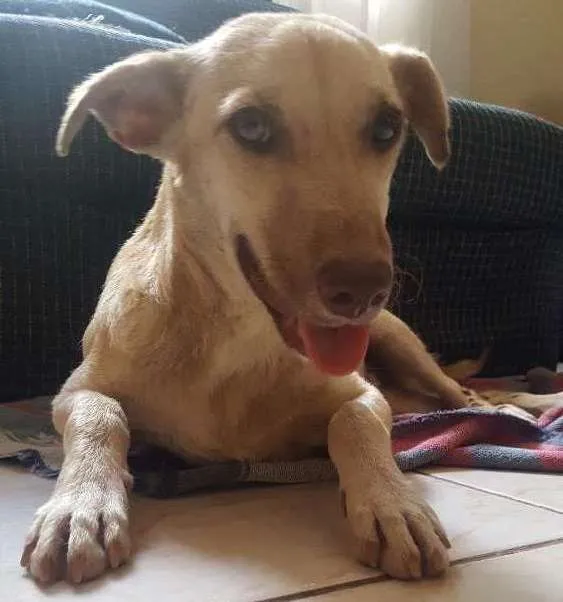Cachorro ra a Vira lata idade 7 a 11 meses nome Não sei... resgatei 