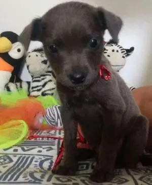 Cachorro raça SRD idade Abaixo de 2 meses nome Filhotes