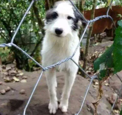 Cachorro ra a Vira-lata idade 4 anos nome Branquinha