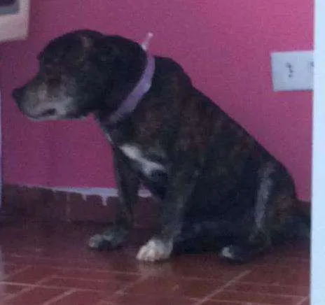 Cachorro ra a Pitbull idade 3 anos nome Sem nome