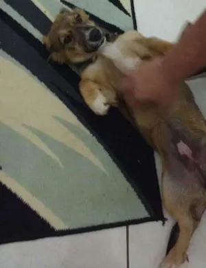 Cachorro raça Vira-Lata idade 2 anos nome Nina ?