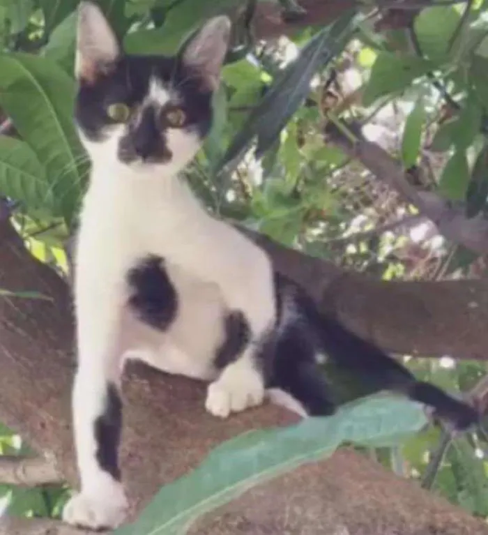 Gato ra a SRD idade 7 a 11 meses nome Simba