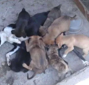 Cachorro raça SRD idade 2 a 6 meses nome ?