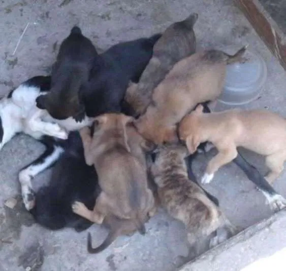 Cachorro ra a SRD idade 2 a 6 meses nome ?