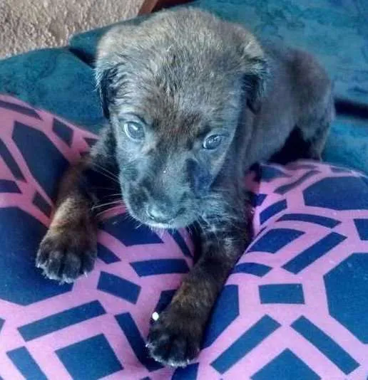 Cachorro ra a SRD idade Abaixo de 2 meses nome sem nomes