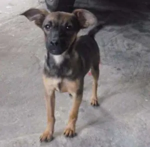 Cachorro raça srd idade 2 a 6 meses nome Irmãos