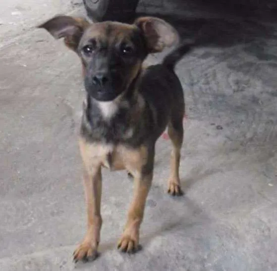 Cachorro ra a srd idade 2 a 6 meses nome Irmãos