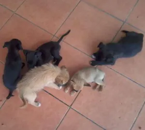 Cachorro raça SRD idade Abaixo de 2 meses nome Balinha e Cia