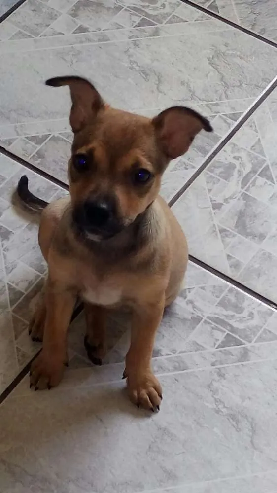 Cachorro ra a Mistura de pincher idade  nome Chanel