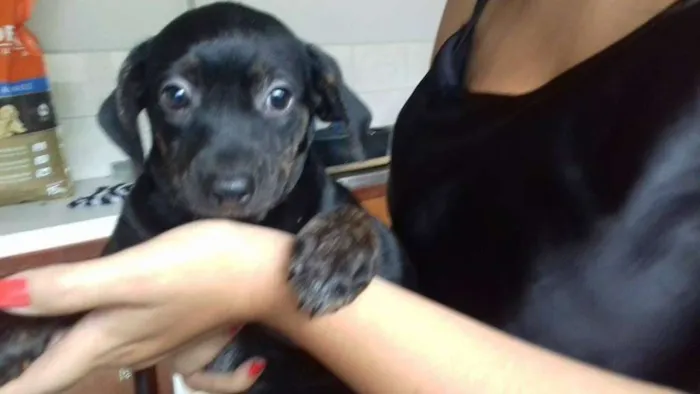 Cachorro ra a  idade 2 a 6 meses nome Maju