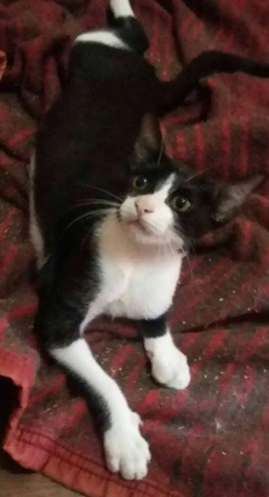 Gato ra a  idade 2 a 6 meses nome Tom